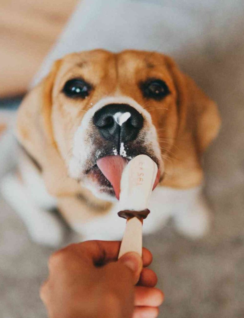 Dog licks ice cream at Las Lomas